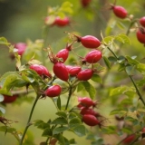 Prednosti i štete ekstrakta šipka u prahu